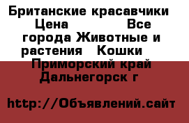 Британские красавчики › Цена ­ 35 000 - Все города Животные и растения » Кошки   . Приморский край,Дальнегорск г.